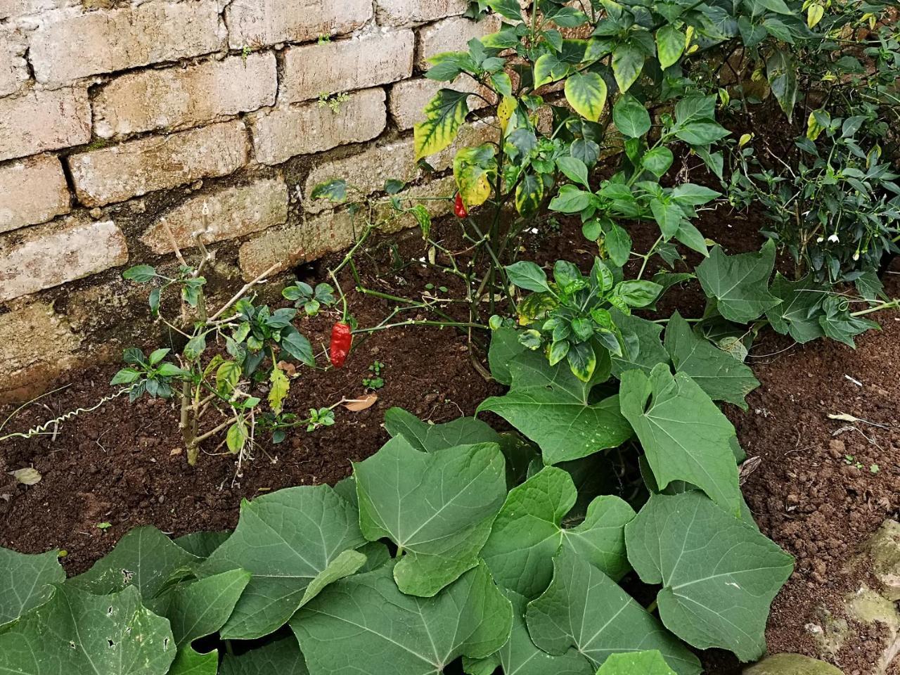 Khululekani - Durban Rasta Hide Out Backpackers エクステリア 写真